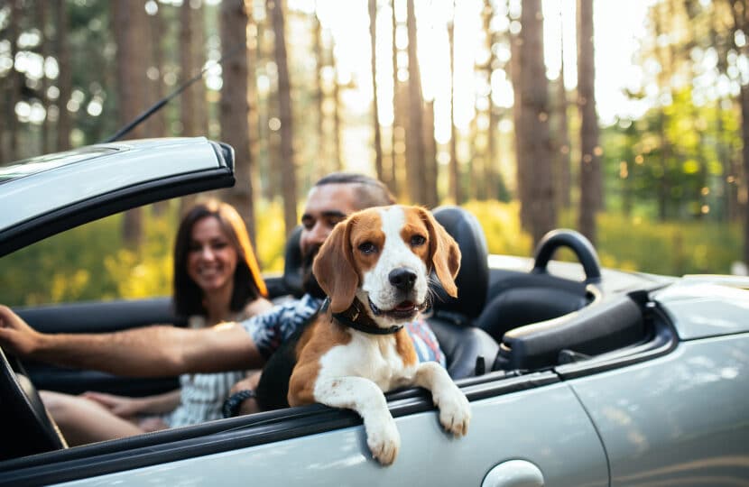 ᐅ Allow pets in your vacation rental: yes or no?